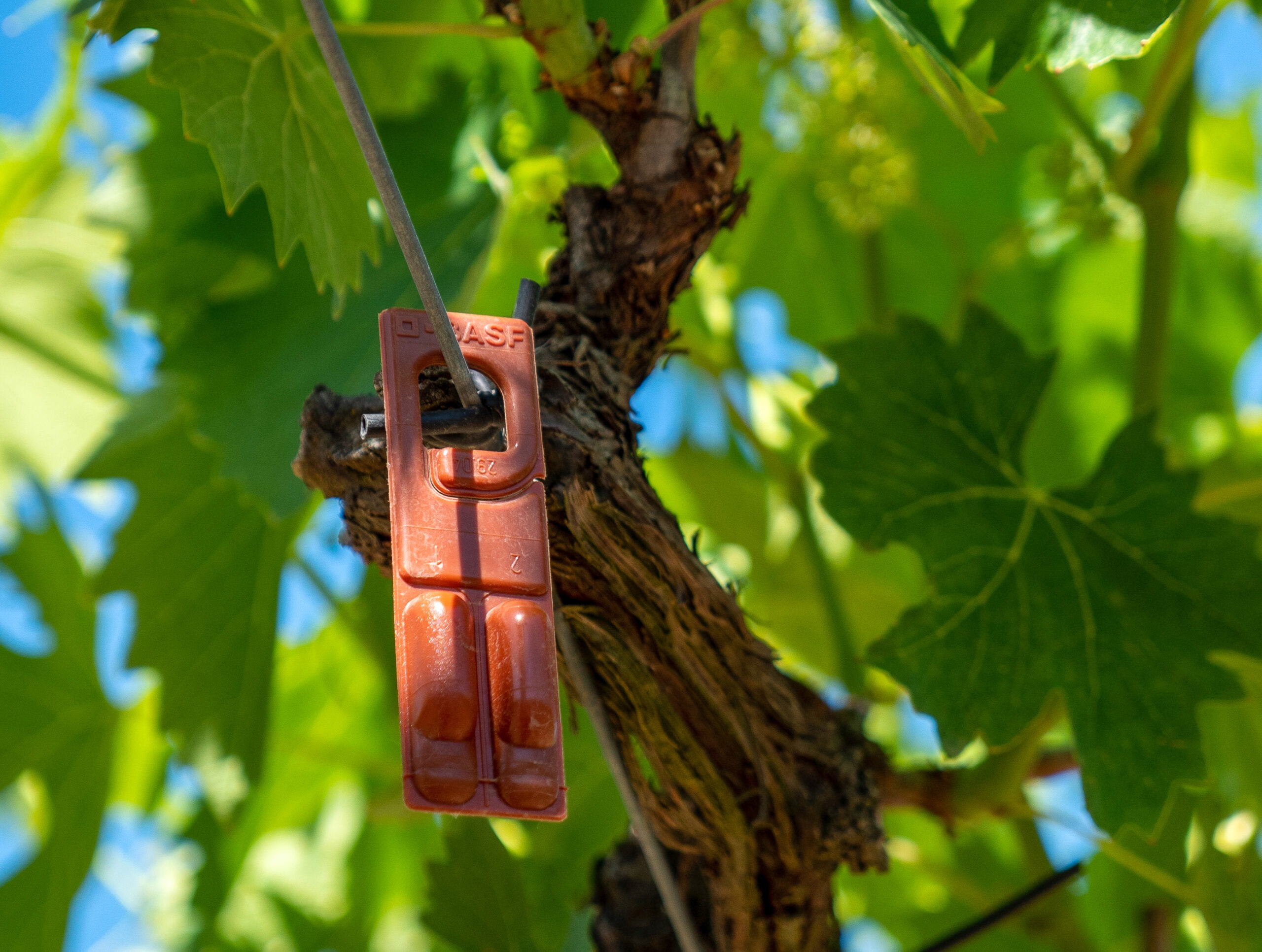 Protection of the vines